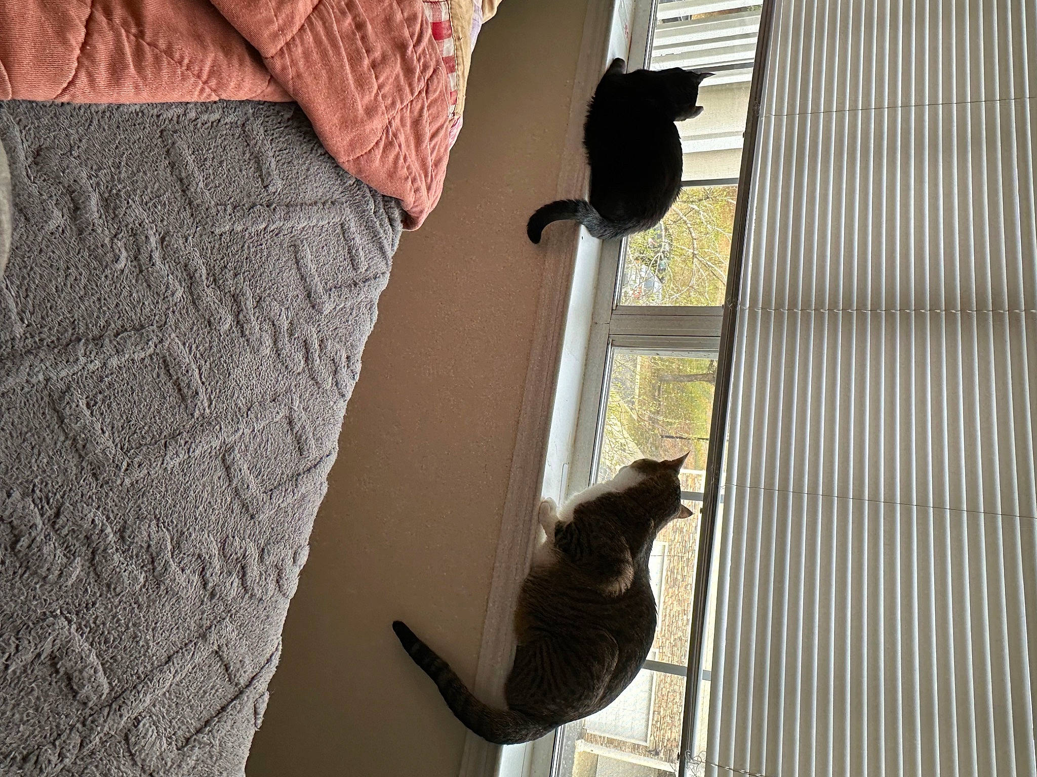 Kida joined the competition — help win amazing prizes! beauty, carnivore, cat, felidae, grey, human_leg, interior_design, line, plant, sleeve, small_to_medium_sized_cats, tail, textile, thigh, tints_and_shades, trunk, waist, whiskers, window, wood