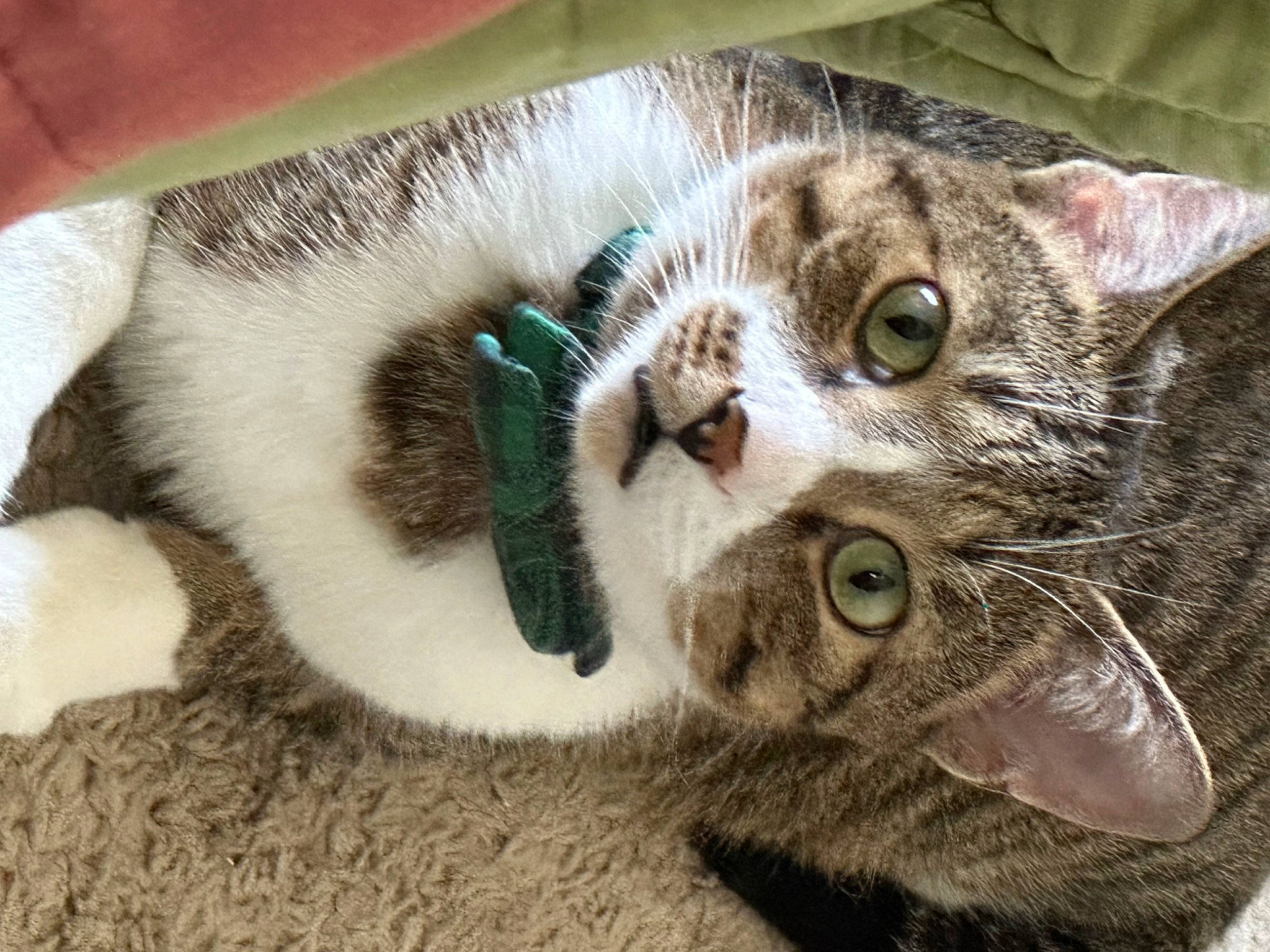 Crush is registered to the contest to win money with this photo: carnivore, cat, claw, domestic_short_haired_cat, ear, eye, eyelash, fawn, felidae, fur, paw, small_to_medium_sized_cats, snout, terrestrial_animal, tree, whiskers