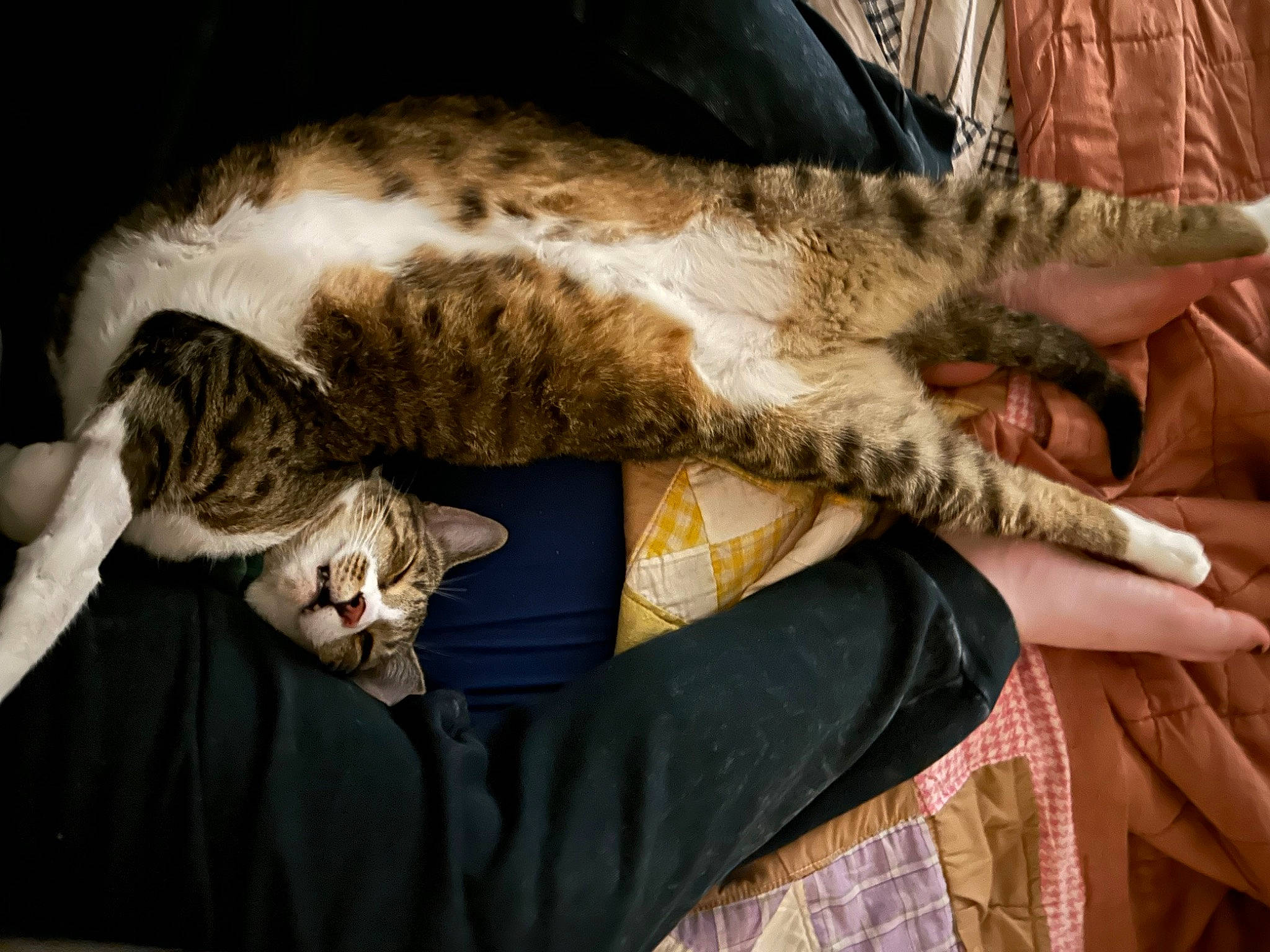 Crush is registered to the contest to win money with this photo: carnivore, cat, claw, comfort, couch, domestic_short_haired_cat, felidae, fur, gesture, lap, nap, pattern, paw, sleep, small_to_medium_sized_cats, sporting_group, tail, terrestrial_animal, whiskers, wildlife