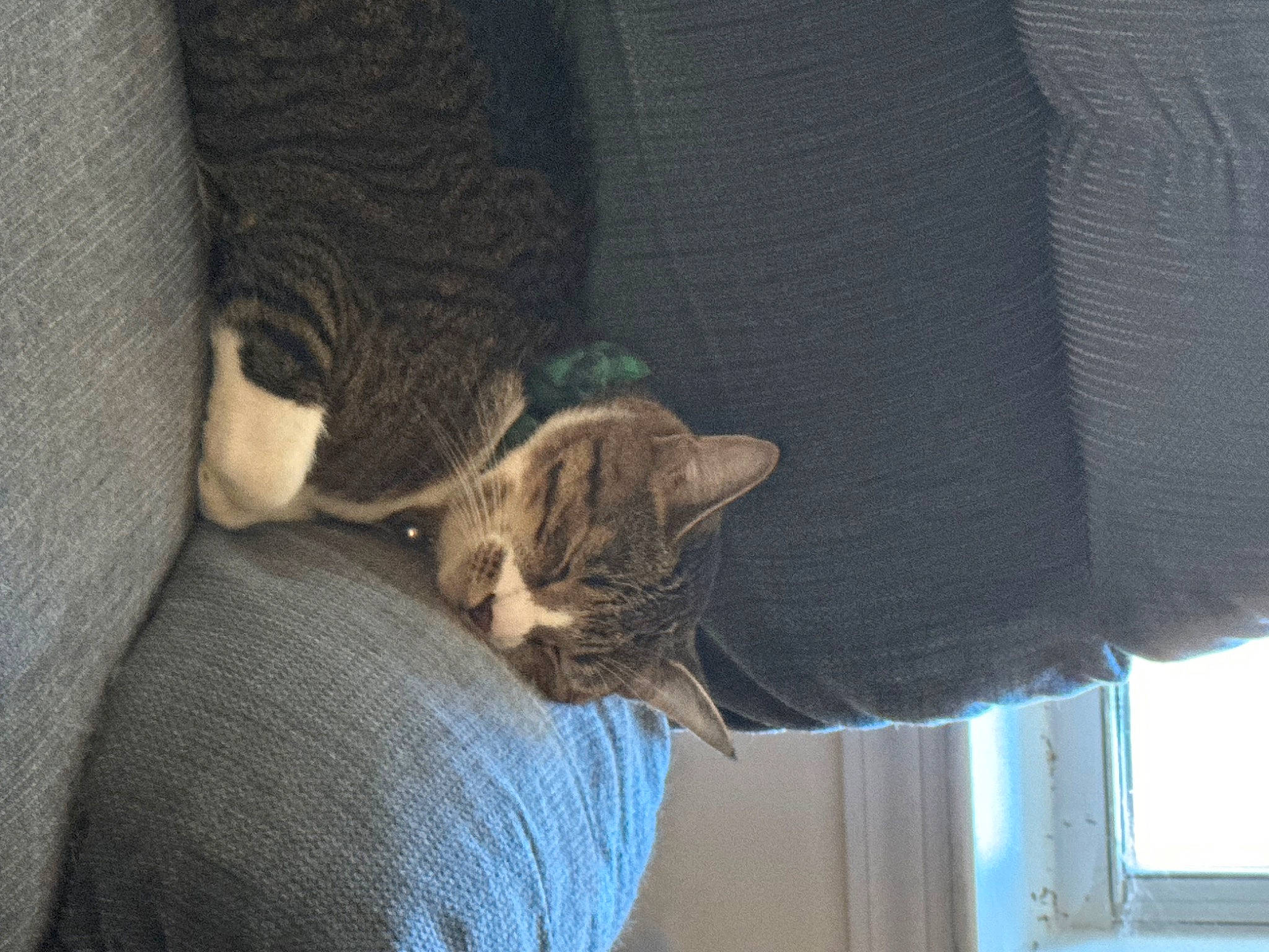 Crush is registered to the contest to win money with this photo: carnivore, cat, comfort, denim, domestic_short_haired_cat, electric_blue, felidae, fur, gesture, grey, human_body, human_leg, plant, sitting, small_to_medium_sized_cats, snout, tail, tree, whiskers, window