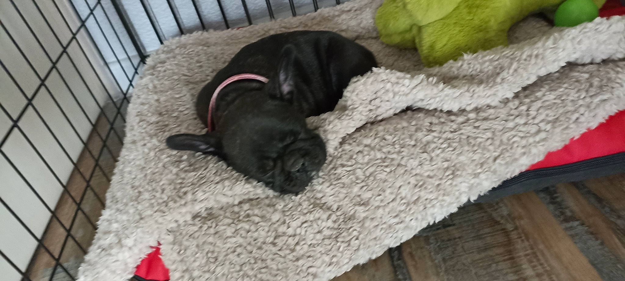 Tékila Du Monde D'Opium participe au concours pour gagner de l'argent avec cette photo : black_cat, carnivore, comfort, companion_dog, dog, dog_breed, dog_supply, fawn, felidae, fence, fur, grey, linens, liver, pet_supply, small_to_medium_sized_cats, snout, tail, wood, working_animal