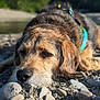 dog, outdoor, rocky_shore, lying_down, fur, sunlight, nature, pet, closeup, animal, daylight, relaxed, brown_fur, black_nose, ears, collar, canine, peaceful, portrait, ground
