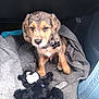 puppy, dog, toy, stuffed_animal, blanket, car_interior, gray, black, brown, fur, collar, tag, seat, clothing, jeans, pet, cute, sitting, indoor, companion