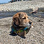 Maxwell is registered to the contest to win money with this photo: dog, pebbles, water, beach, outdoor, sunlight, harness, animal, pet, nature, shore, relaxing, sitting, canine, daytime, closeup, fur, snout, ears, summer