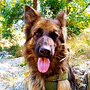 Sunnie participe au concours pour gagner de l'argent avec cette photo : dog, german_shepherd, tongue_out, outdoor, forest, nature, rocks, greenery, sunlight, fur, pet, animal, canine, happy, portrait, close_up, ears, collar, adventure, friendly