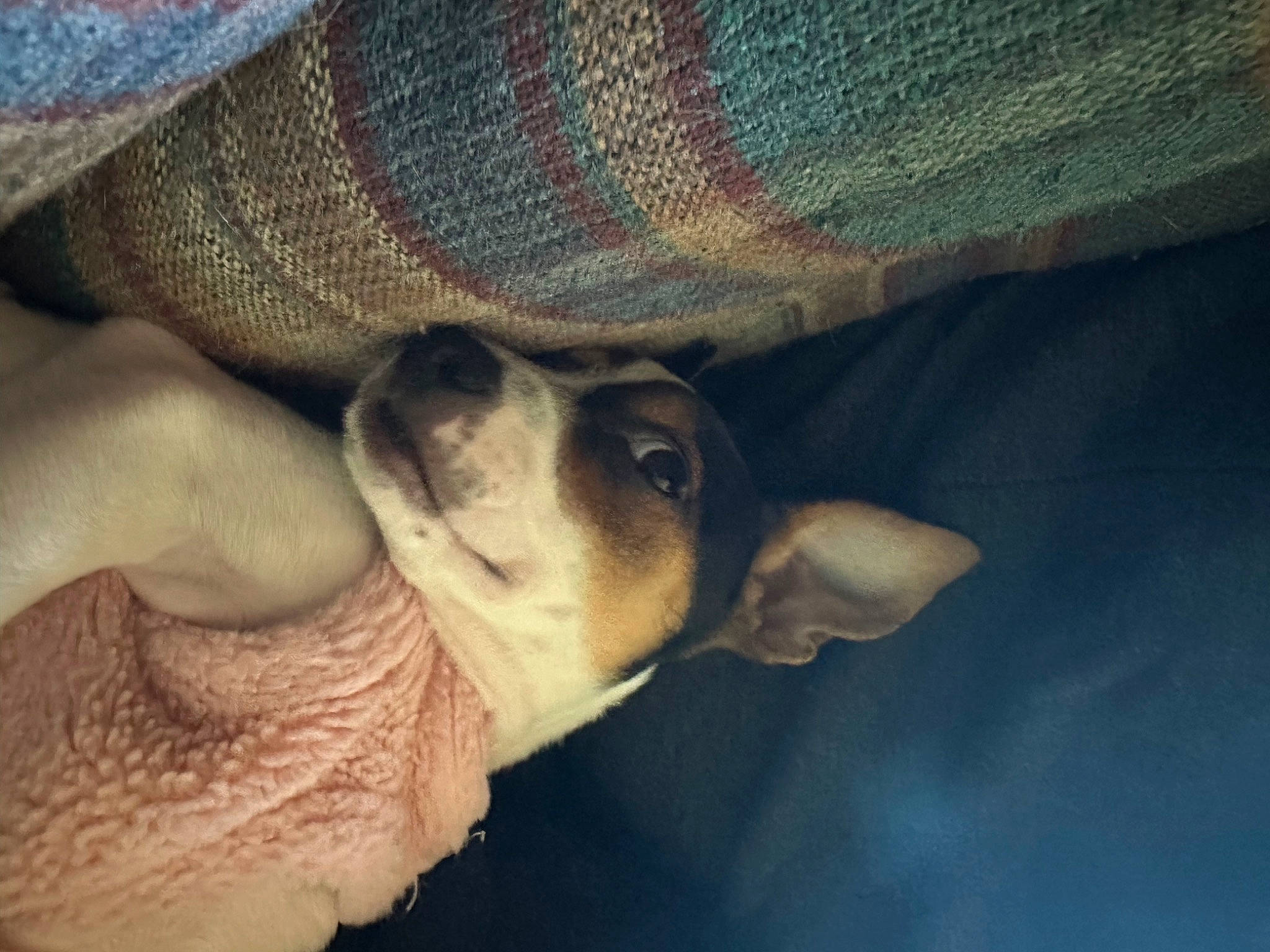 Cleo joined the competition — help win amazing prizes! canidae, carnivore, cloud, comfort, companion_dog, dog, dog_breed, fawn, fur, human_leg, paw, sky, snout, sporting_group, tints_and_shades, toy_dog, whiskers, working_animal, woven_fabric, wrinkle