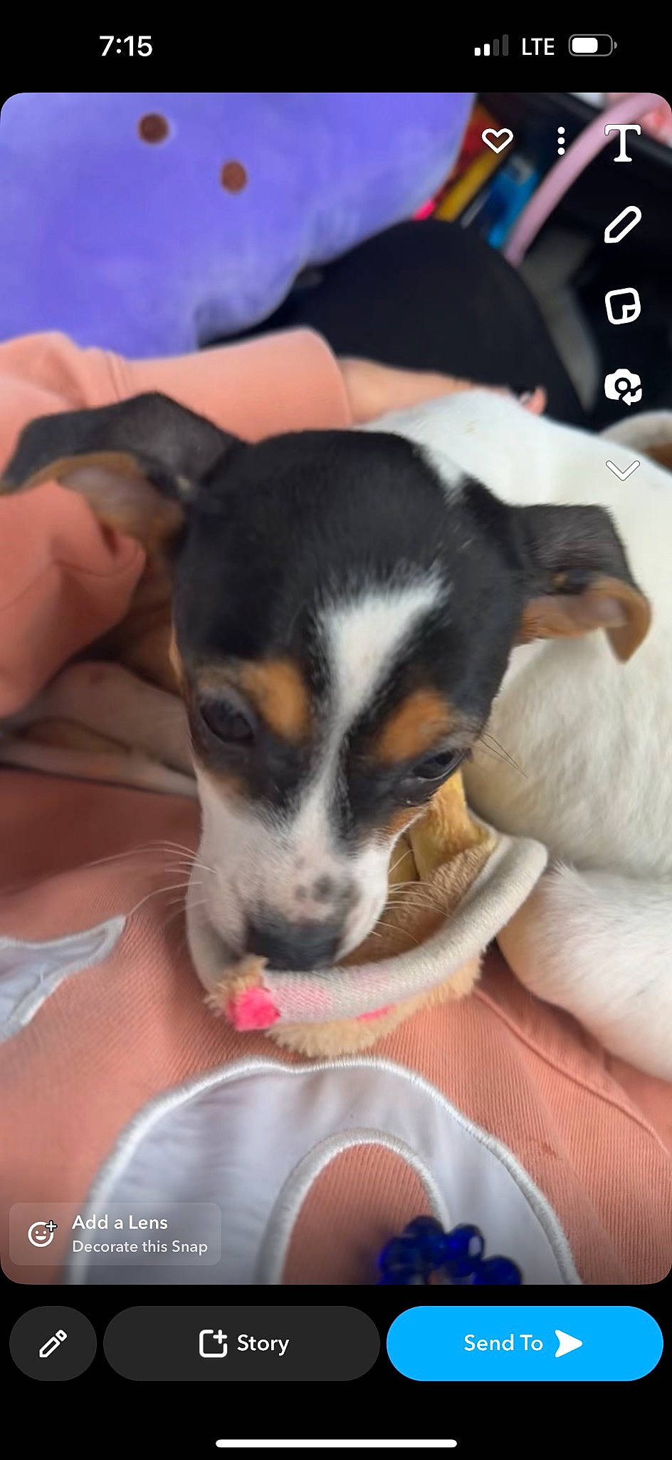 Cleo joined the competition — help win amazing prizes! canidae, carnivore, chilean_fox_terrier, comfort, comfort_food, companion_dog, dog, dog_breed, fur, nail, paw, puppy_love, recipe, small_terrier, snout, soft_drink, terrier, toy_dog, whiskers