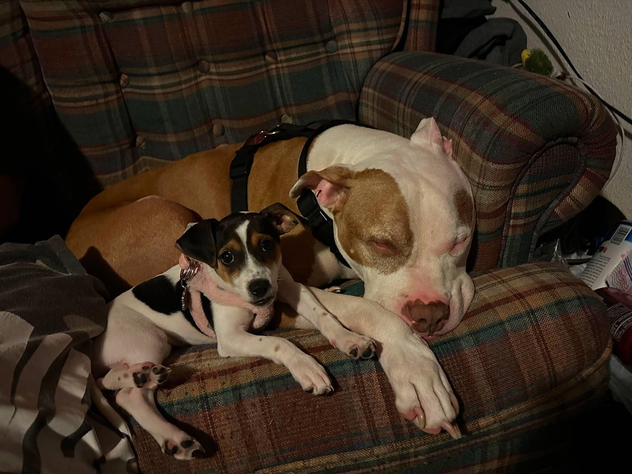 Cleo is registered to the contest to win money with this photo: canidae, carnivore, chair, comfort, companion_dog, couch, dog, dog_breed, dog_supply, fawn, linens, non_sporting_group, paw, plaid, puppy, snout, sporting_group, terrier, toy_dog, working_animal