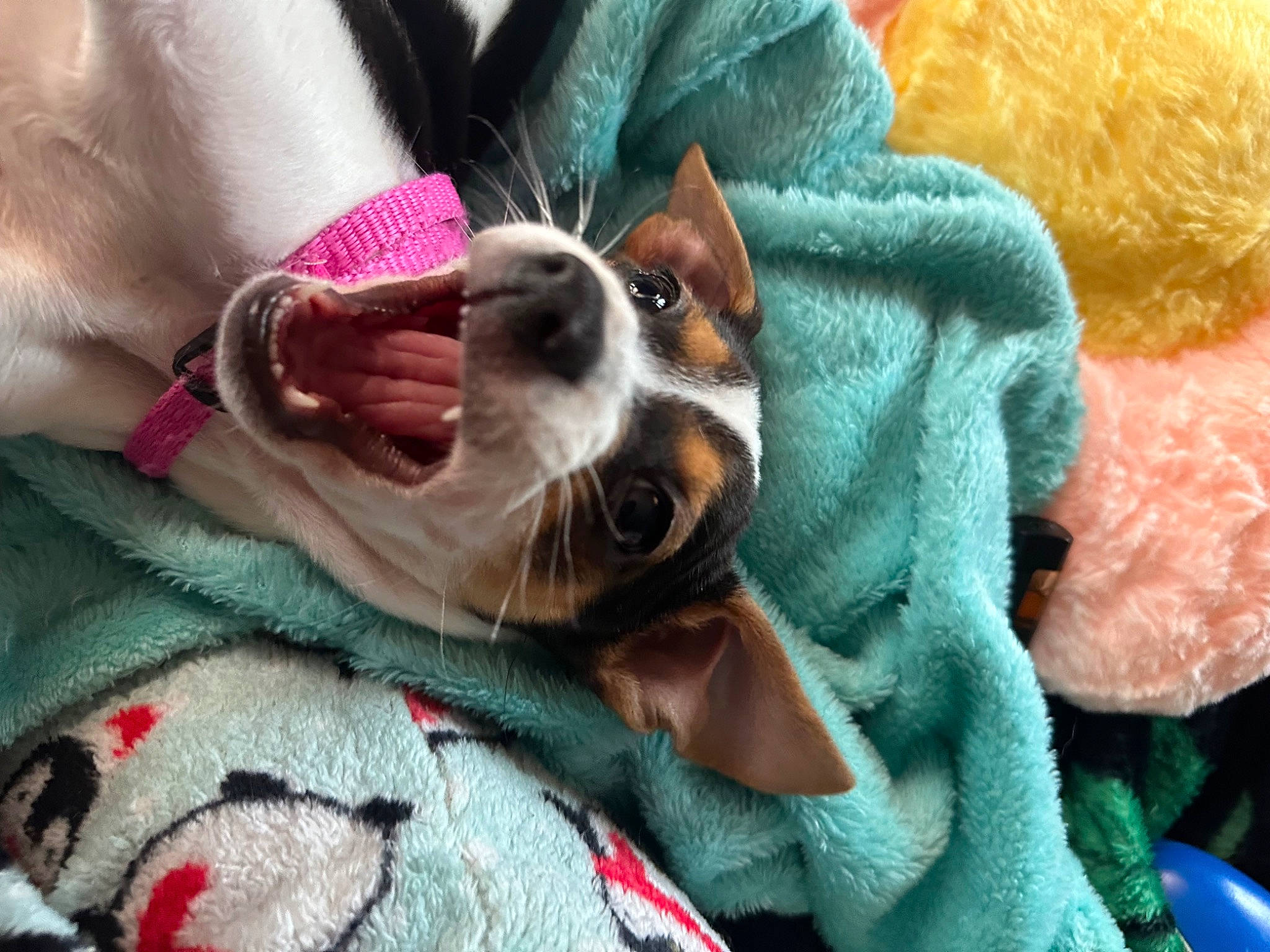 Cleo joined the competition — help win amazing prizes! canidae, carnivore, collar, comfort, companion_dog, dog, dog_breed, dog_collar, fawn, felidae, fur, linens, mammal, pink, small_to_medium_sized_cats, snout, sporting_group, stuffed_toy, textile, whiskers