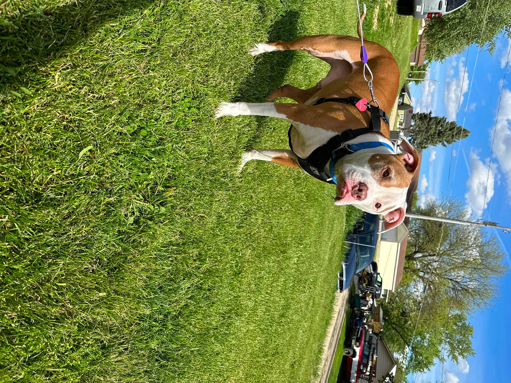 Luca joined the competition — help win amazing prizes! adventure, extreme_sport, fun, grass, grassland, happy, landscape, leisure, people_in_nature, plant, pole, recreation, shrub, sky, smile, tree