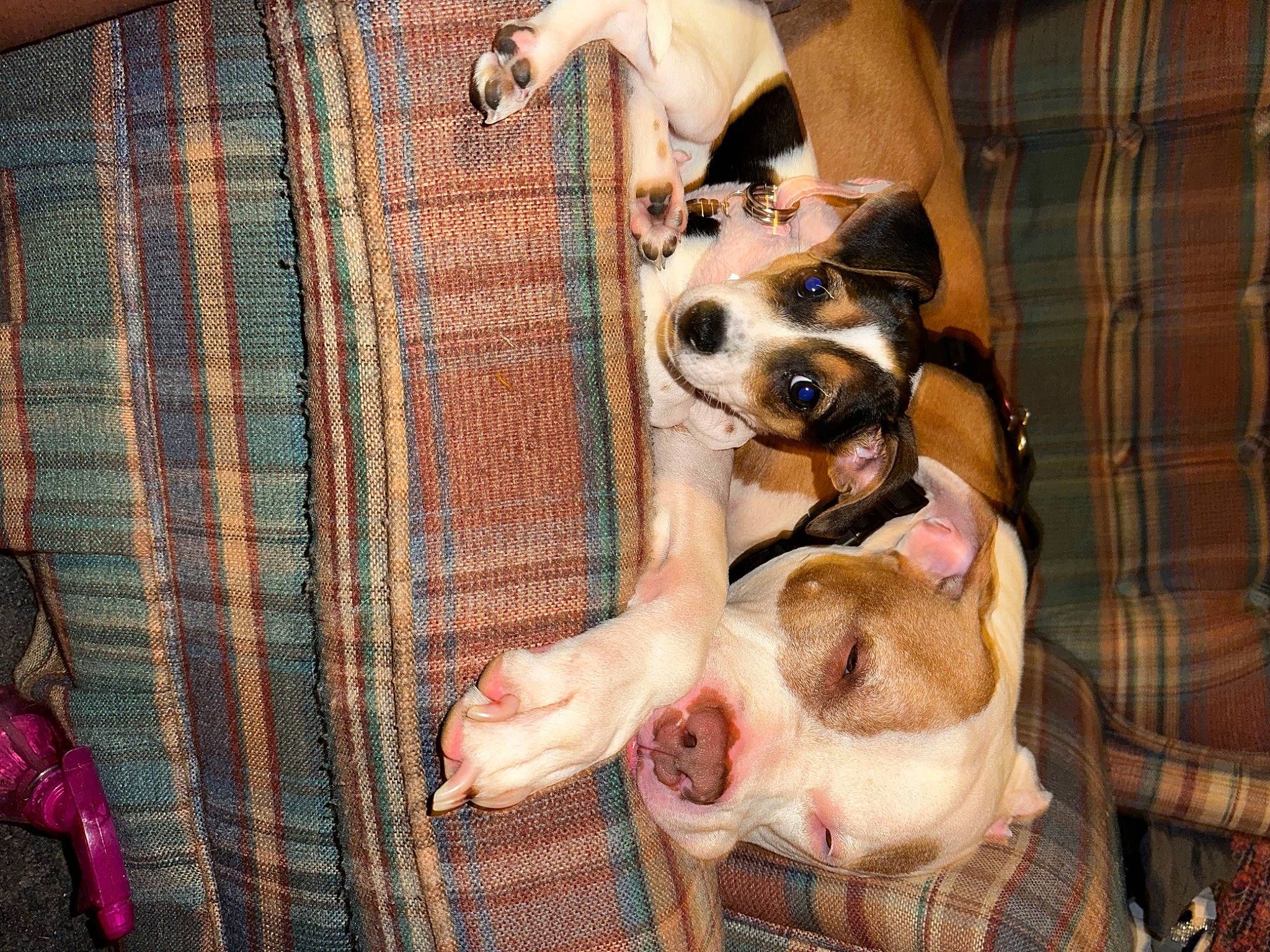 Luca joined the competition — help win amazing prizes! animal_shelter, canidae, carnivore, comfort, companion_dog, dog, dog_breed, dog_crate, dog_supply, fawn, fur, pattern, pet_supply, plaid, smile, snout, sporting_group, tartan, toy_dog, working_animal