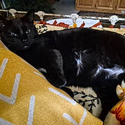 Birdie joined the competition — help win amazing prizes! cat, black_cat, animal, pet, feline, resting, indoor, blanket, cushion, yellow, pattern, fur, whiskers, ears, relaxed, cozy, home, furniture, wood, comfort