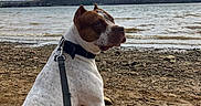 Ahsalm is registered to the contest to win money with this photo: dog, leash, lake, water, clouds, sky, rocks, shore, brown_and_white, outdoor, nature, animal, pet, landscape, daytime, calm, sitting, canine, collar, scenic