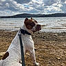 dog, leash, lake, water, clouds, sky, rocks, shore, brown_and_white, outdoor, nature, animal, pet, landscape, daytime, calm, sitting, canine, collar, scenic