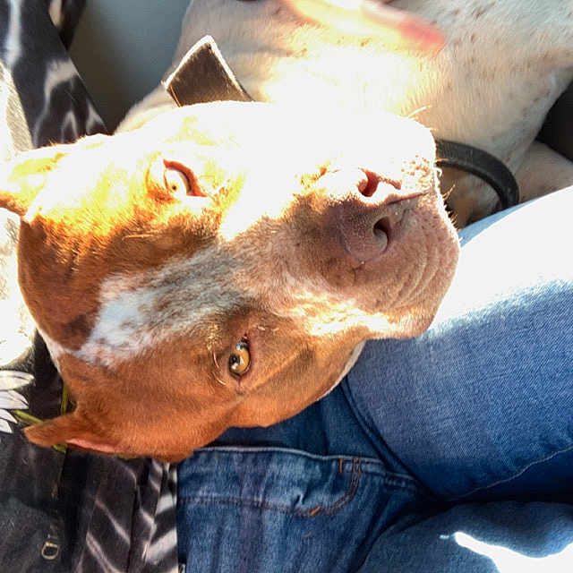 Ahsalm is registered to the contest to win money with this photo: dog, person, hand, jeans, shirt, petting, sunlight, shadow, lap, resting, brown_dog, white_dog, casual_clothing, indoor, comfort, relaxation, companionship, close_up, animal, friendship