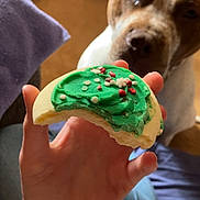 Ahsalm joined the competition — help win amazing prizes! dog, cookie, hand, green_frosting, sprinkles, indoor, floor, furniture, casual, waiting, brown_and_white_dog, treat, focus, person, jeans, napkin, background, curtain, bag, wooden_floor