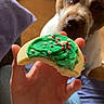 dog, cookie, hand, green_frosting, sprinkles, indoor, floor, furniture, casual, waiting, brown_and_white_dog, treat, focus, person, jeans, napkin, background, curtain, bag, wooden_floor