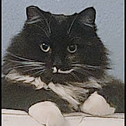 Chloe is registered to the contest to win money with this photo: cat, black_cat, white_paws, fluffy, whiskers, pet, animal, cute, feline, indoor, closeup, face, ears, eyes, fur, resting, looking, domestic_cat, mammal, portrait