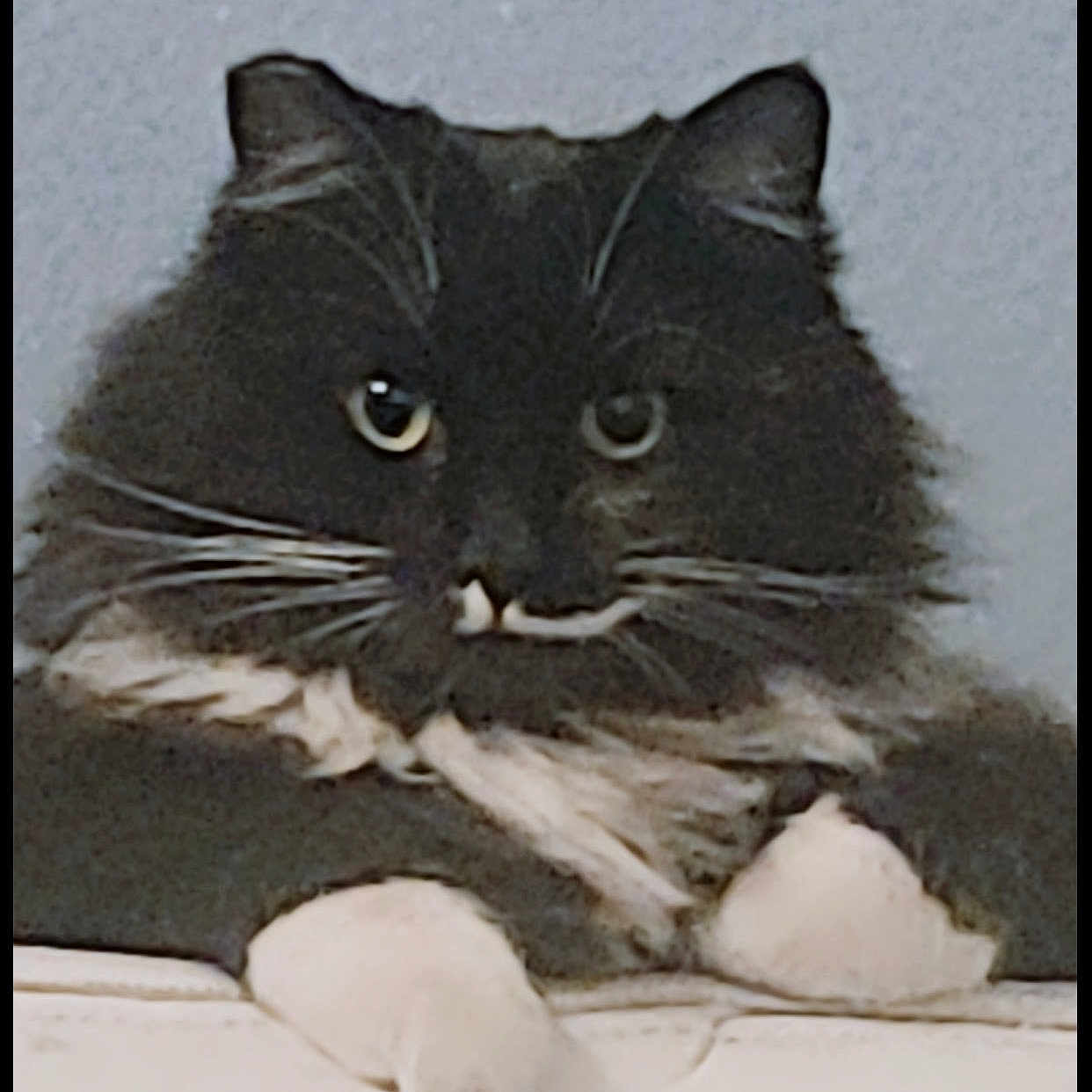 Chloe is registered to the contest to win money with this photo: animal, black_cat, cat, closeup, cute, domestic_cat, ears, eyes, face, feline, fluffy, fur, indoor, looking, mammal, pet, portrait, resting, whiskers, white_paws