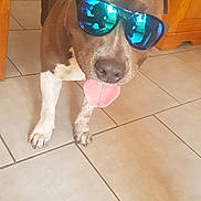 Nesta a rejoint le concours — aidez-le/la à gagner de superbes lots ! american_pit_bull_terrier, american_staffordshire_terrier, canidae, carnivore, dog, dog_breed, eyewear, fawn, floor, flooring, glasses, non_sporting_group, nose, personal_protective_equipment, pit_bull, snout, sporting_group, sunglasses, tile, vision_care