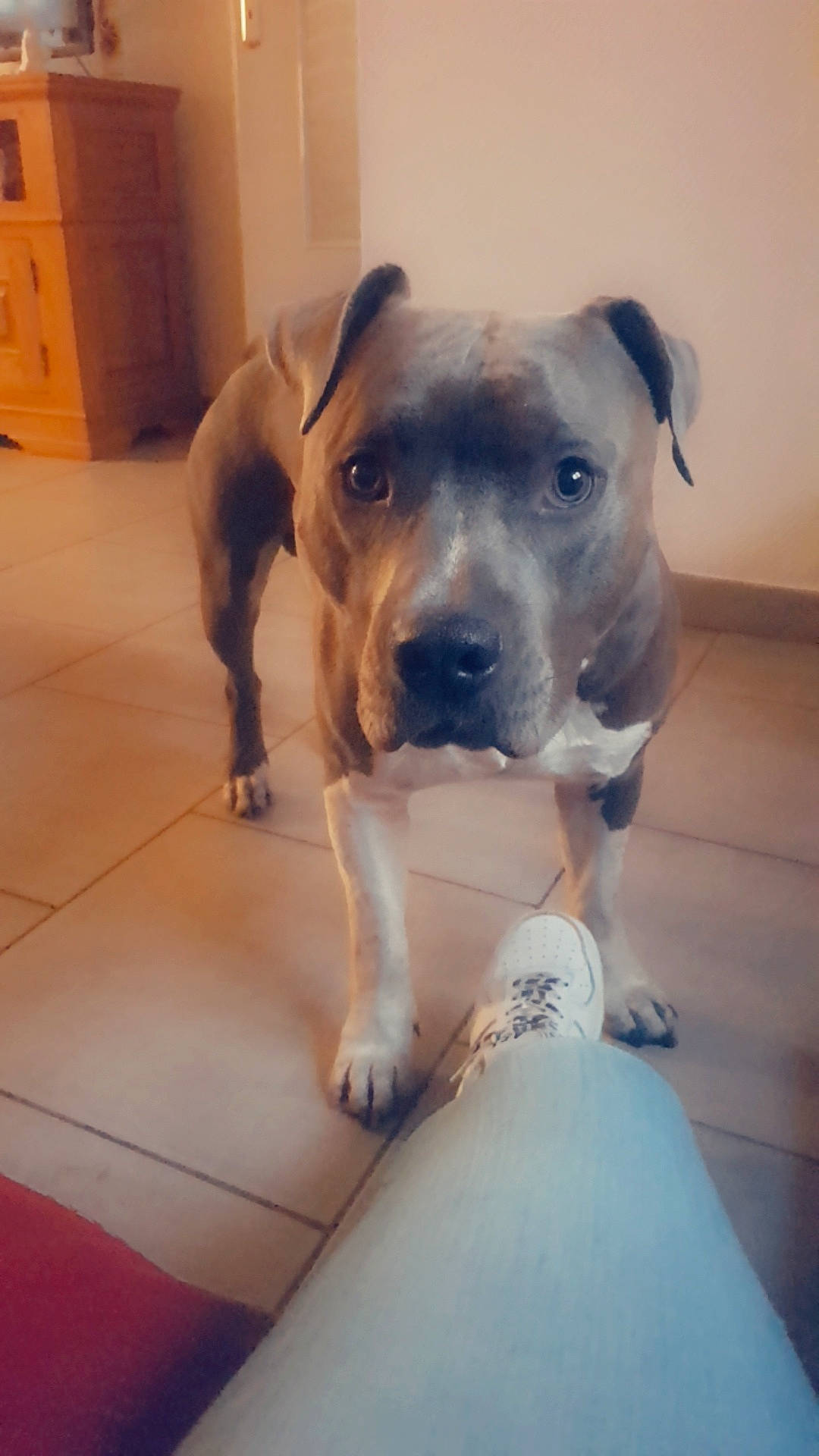 Nesta a rejoint le concours — aidez-le/la à gagner de superbes lots ! american_pit_bull_terrier, american_staffordshire_terrier, bull_and_terrier, canidae, carnivore, companion_dog, dog, dog_breed, fawn, mammal, molosser, non_sporting_group, nose, pit_bull, puppy, snout, staffordshire_bull_terrier, vertebrate