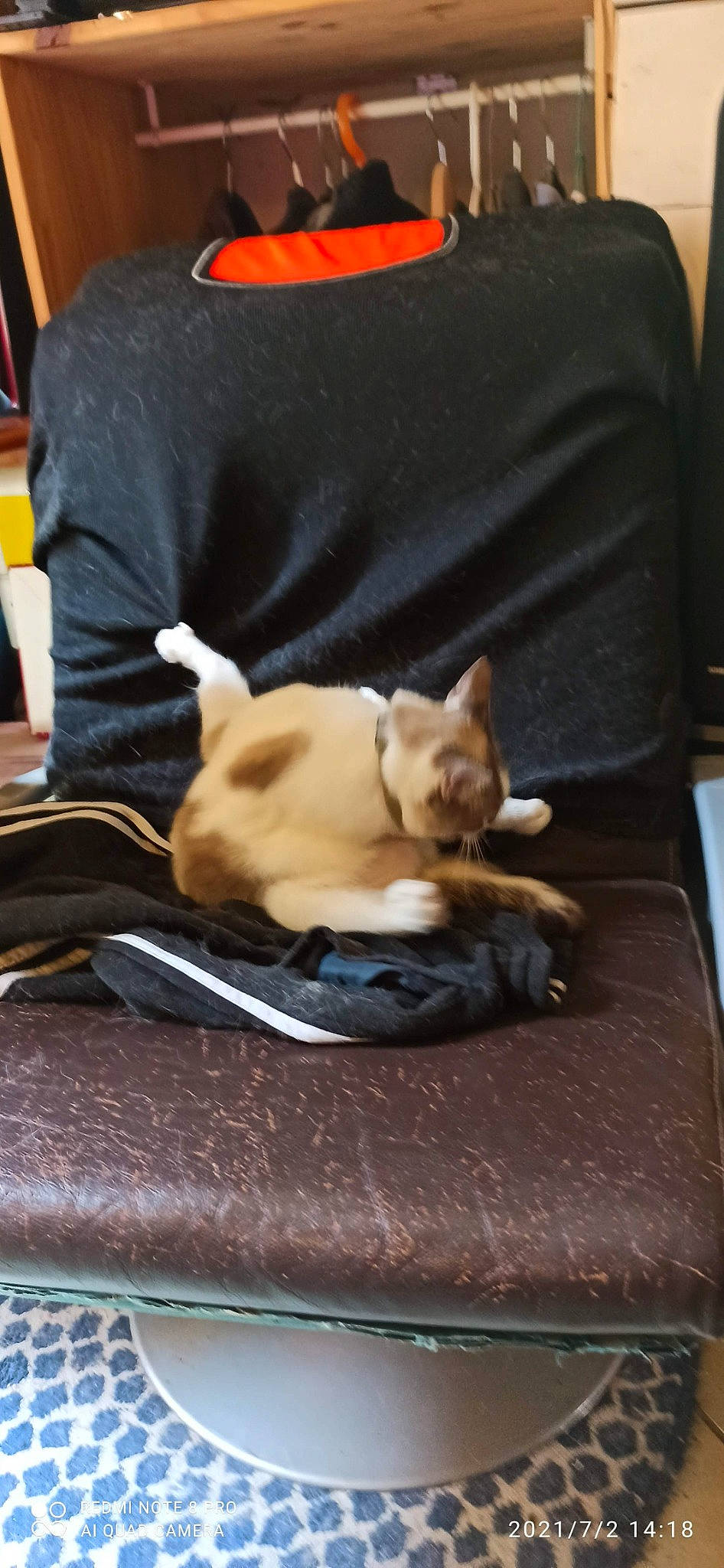 Bichette Et Titimoi. a rejoint le concours — aidez-le/la à gagner de superbes lots ! canidae, carnivore, comfort, companion_dog, corgi_chihuahua, dog, dog_breed, fawn, felidae, fur, linens, nap, non_sporting_group, pet_supply, puppy, small_to_medium_sized_cats, sporting_group, tail, toy_dog, whiskers