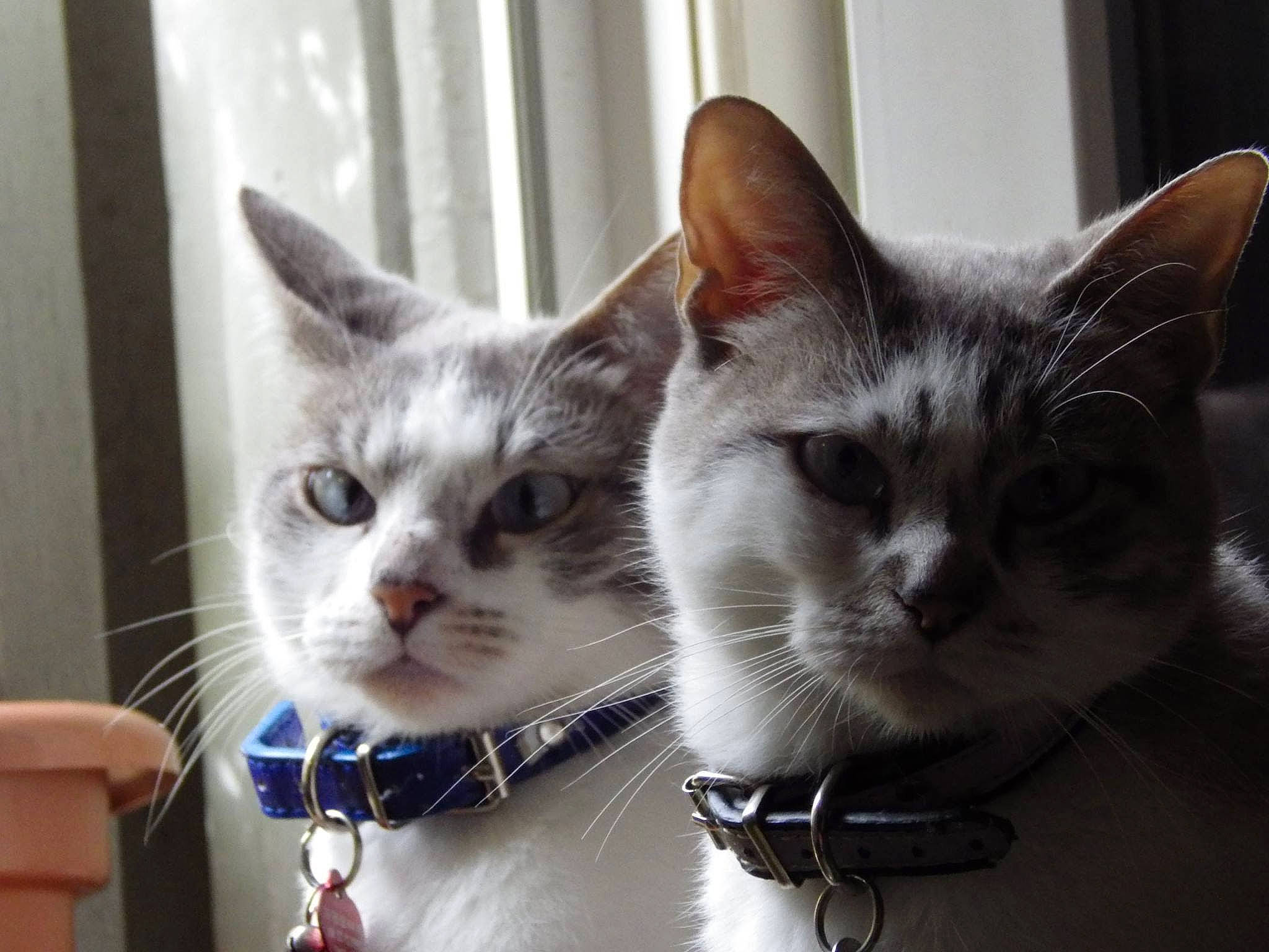 Bichette Et Titimoi.