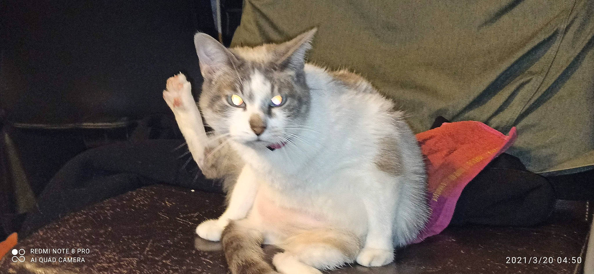 Bichette Et Titimoi. participe au concours pour gagner de l'argent avec cette photo : carnivore, cat, claw, domestic_short_haired_cat, eye, felidae, fur, paw, sitting, small_to_medium_sized_cats, snout, tail, whiskers