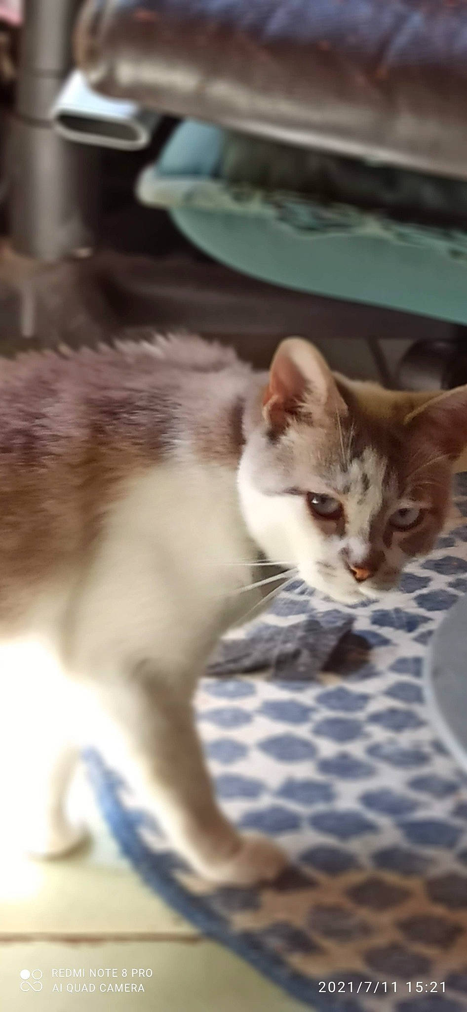 Bichette Et Titimoi. a rejoint le concours — aidez-le/la à gagner de superbes lots ! carnivore, cat, claw, domestic_short_haired_cat, fawn, felidae, fur, kitchen_utensil, paw, small_to_medium_sized_cats, snout, tail, whiskers