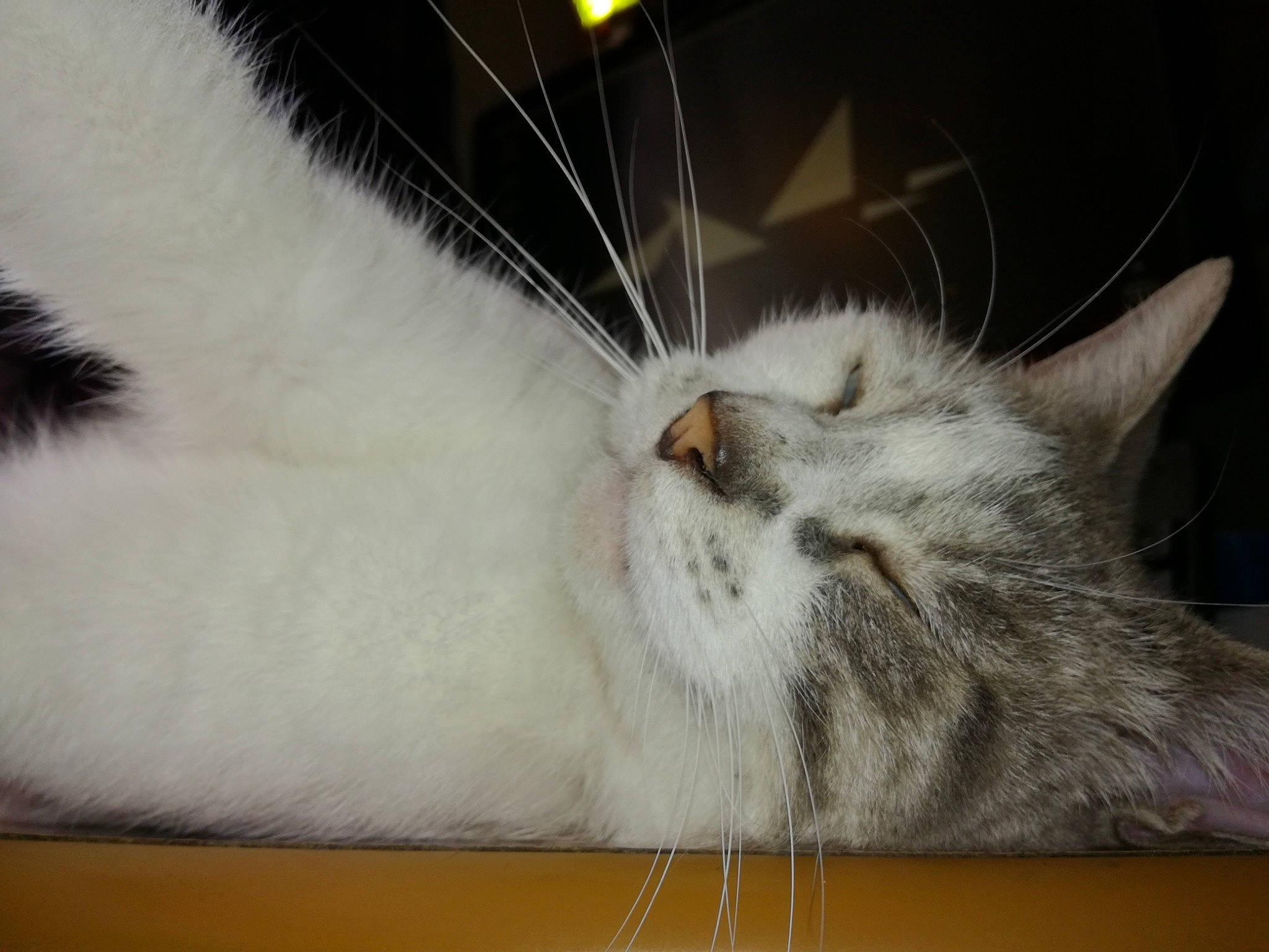 Bichette Et Titimoi. participe au concours pour gagner de l'argent avec cette photo : carnivore, cat, claw, comfort, domestic_short_haired_cat, felidae, fur, nap, paw, small_to_medium_sized_cats, snout, tail, whiskers