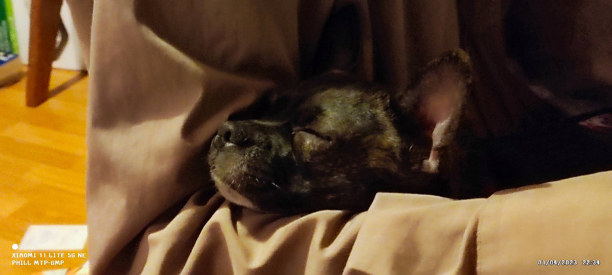 Shannel-zou a rejoint le concours — aidez-le/la à gagner de superbes lots ! canidae, carnivore, comfort, companion_dog, dog, dog_breed, ear, fawn, felidae, fur, liver, mammal, nap, snout, sporting_group, terrestrial_animal, toy_dog, whiskers, working_animal, wrinkle