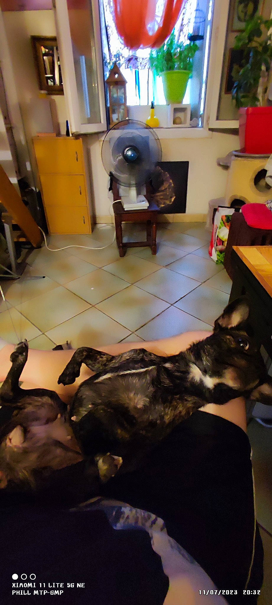 Shannel-zou a rejoint le concours — aidez-le/la à gagner de superbes lots ! bookcase, carnivore, chair, comfort, companion_dog, couch, dog, dog_breed, fawn, floor, flooring, fun, fur, hardwood, houseplant, living_room, room, table, wood, working_animal