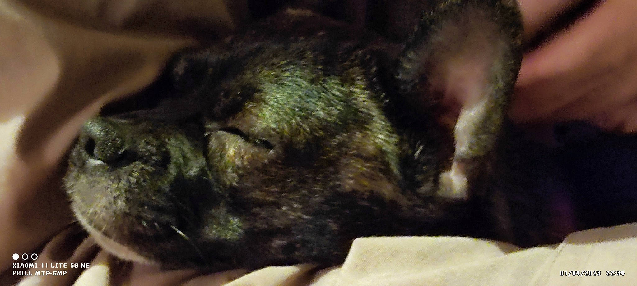 Shannel-zou participe au concours pour gagner de l'argent avec cette photo : canidae, carnivore, claw, companion_dog, dog, dog_breed, fawn, felidae, fur, liver, nap, paw, small_to_medium_sized_cats, snout, sporting_group, tail, terrestrial_animal, vertebrate, whiskers, wrinkle