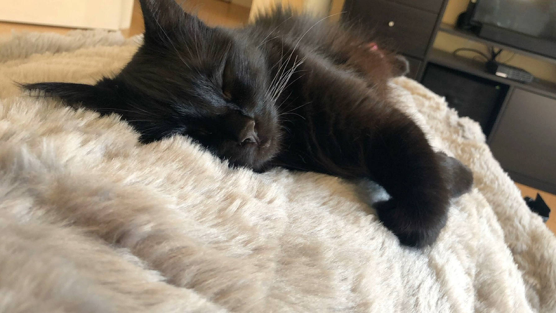 Mimoune participe au concours pour gagner de l'argent avec cette photo : bed, black_cat, carnivore, cat, claw, comfort, computer_keyboard, domestic_short_haired_cat, felidae, fur, nap, paw, room, sleep, small_to_medium_sized_cats, snout, tail, whiskers