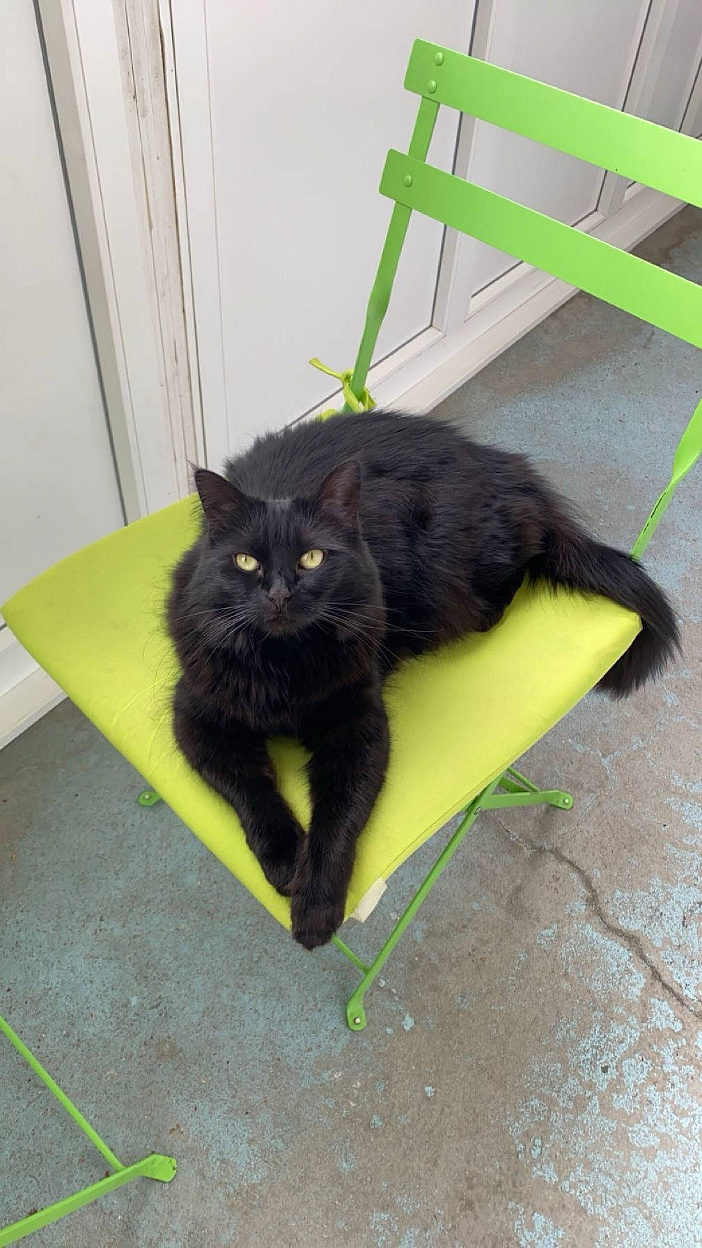 Mimoune participe au concours pour gagner de l'argent avec cette photo : black_cat, bombay, carnivore, cat, claw, domestic_short_haired_cat, felidae, flooring, fur, grass, grey, paw, plant, small_to_medium_sized_cats, snout, tail, whiskers, window