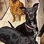 Bonnie And Fam joined the competition — help win amazing prizes! animal, black_dog, canine, collar, cute, dog, domestic, ears, friendly, fur, golden_retriever, group, indoor, kitchen, looking_up, mouth_open, pet, tile_floor, waiting, white_dog