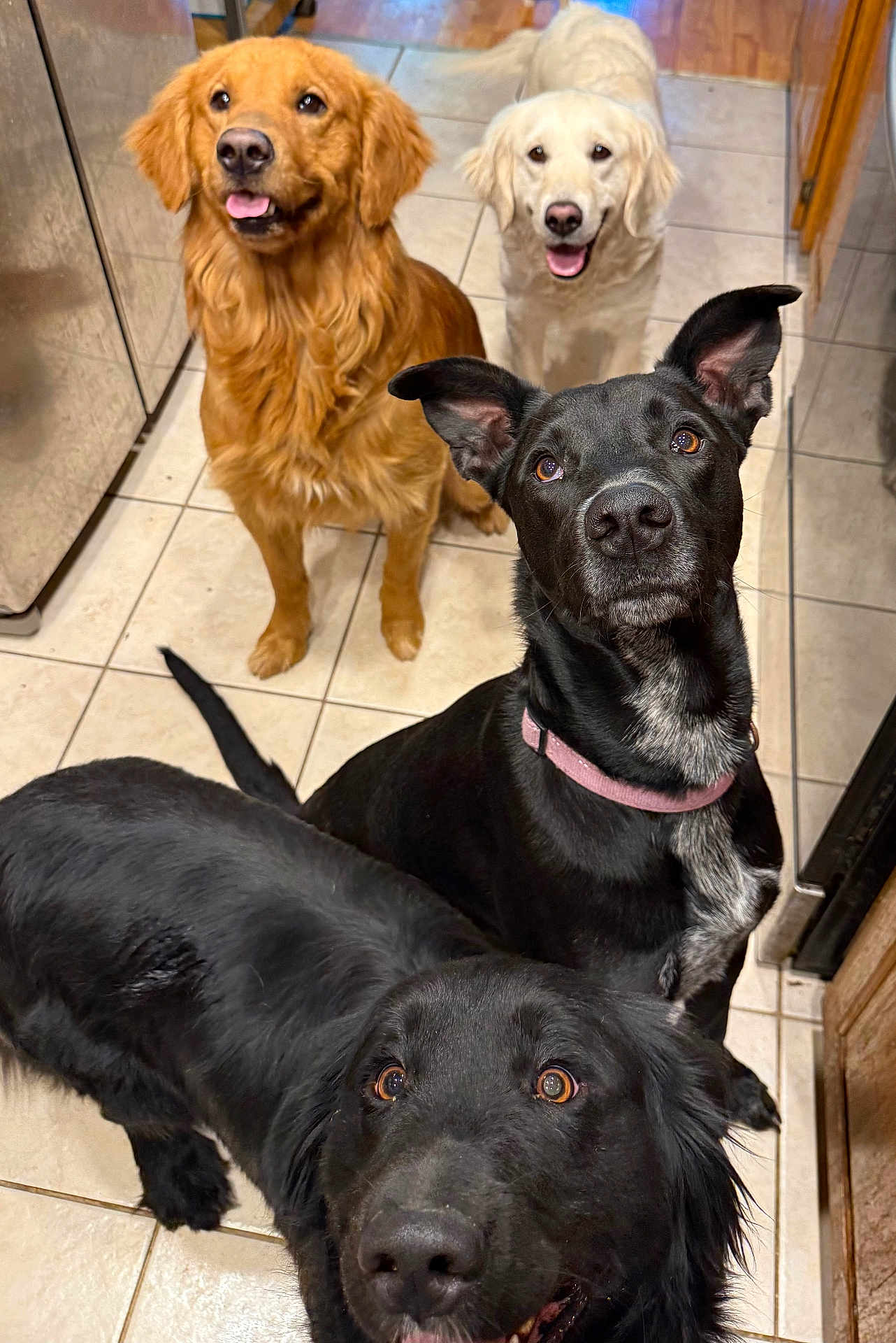 Bonnie And Fam joined the competition — help win amazing prizes! animal, black_dog, canine, collar, cute, dog, domestic, ears, friendly, fur, golden_retriever, group, indoor, kitchen, looking_up, mouth_open, pet, tile_floor, waiting, white_dog