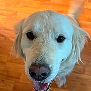 Bonnie And Fam joined the competition — help win amazing prizes! animal, canine, close_up, companion, cute, dog, domestic, friendly, fur, golden_retriever, happy, indoor, mammal, pet, playful, portrait, smiling, tail, tongue_out, wooden_floor