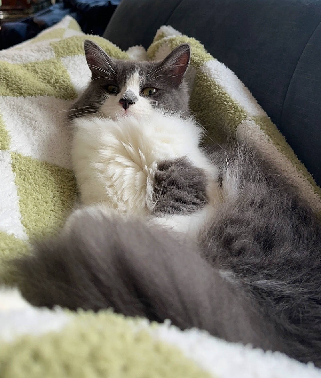 Lilu is registered to the contest to win money with this photo: box, carnivore, cat, cat_bed, cat_furniture, cat_supply, claw, comfort, domestic_short_haired_cat, felidae, fur, grey, linens, nap, paw, sleep, small_to_medium_sized_cats, snout, tail, whiskers