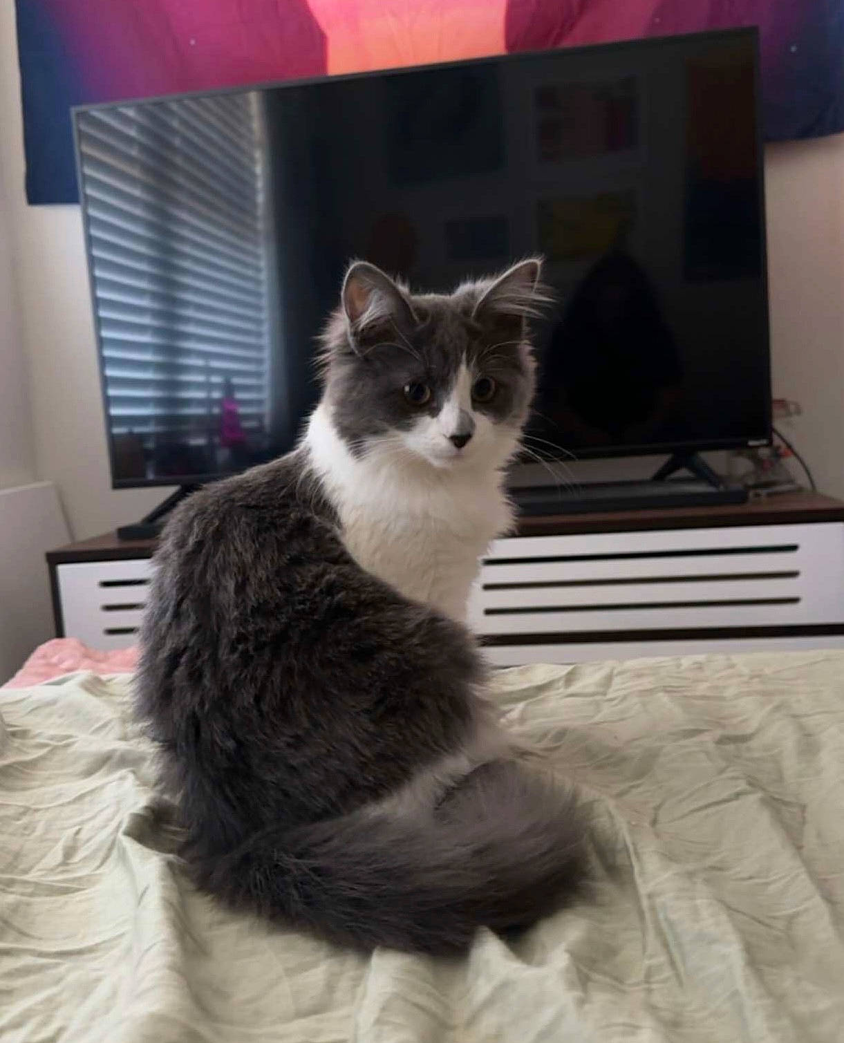 Lilu joined the competition — help win amazing prizes! box, carnivore, cat, comfort, domestic_short_haired_cat, felidae, flooring, fur, grey, laptop, monochrome, monochrome_photography, output_device, paw, personal_computer, sitting, small_to_medium_sized_cats, tail, whiskers, window