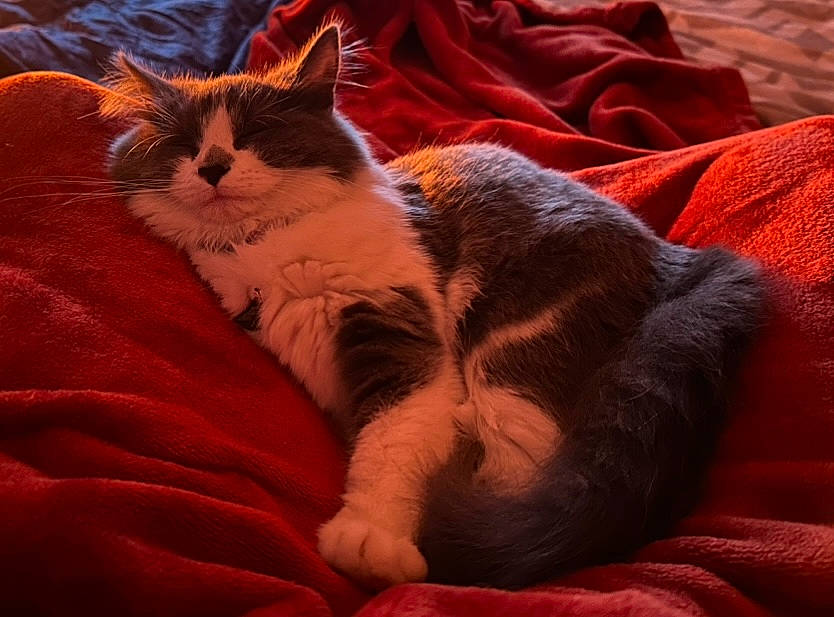 Lilu joined the competition — help win amazing prizes! carnivore, cat, claw, cloud, comfort, domestic_short_haired_cat, fawn, felidae, foot, fur, human_leg, linens, love, orange, paw, small_to_medium_sized_cats, tail, terrestrial_animal, tints_and_shades, whiskers