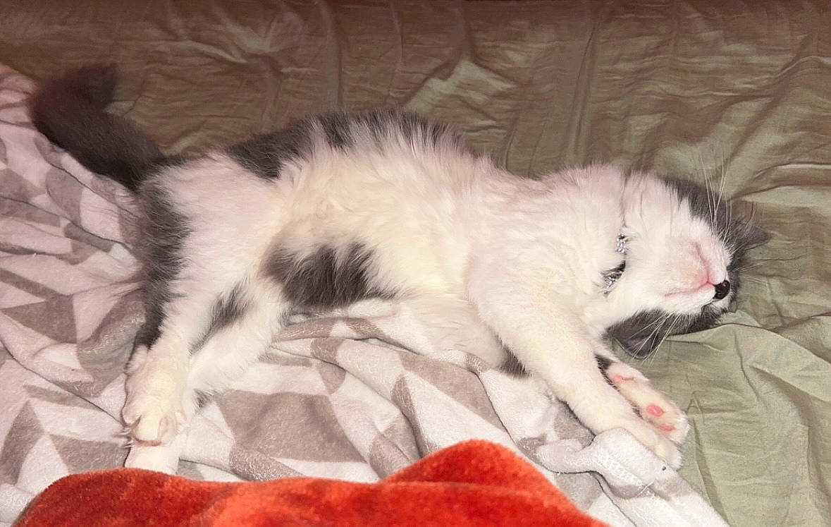 Lilu is registered to the contest to win money with this photo: canidae, carnivore, cat, cat_bed, claw, comfort, companion_dog, dog_breed, domestic_short_haired_cat, felidae, foot, fur, nap, paw, sleep, small_to_medium_sized_cats, snout, tail, terrestrial_animal, whiskers