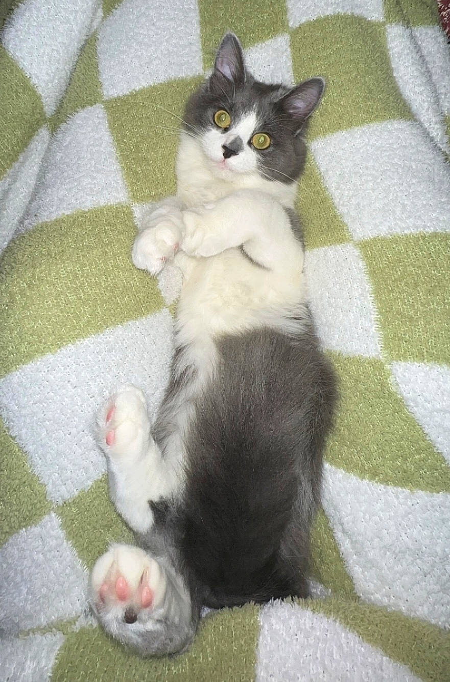 Lilu is registered to the contest to win money with this photo: carnivore, cat, claw, comfort, domestic_short_haired_cat, felidae, flooring, foot, fur, grey, pattern, paw, small_to_medium_sized_cats, snout, tail, whiskers