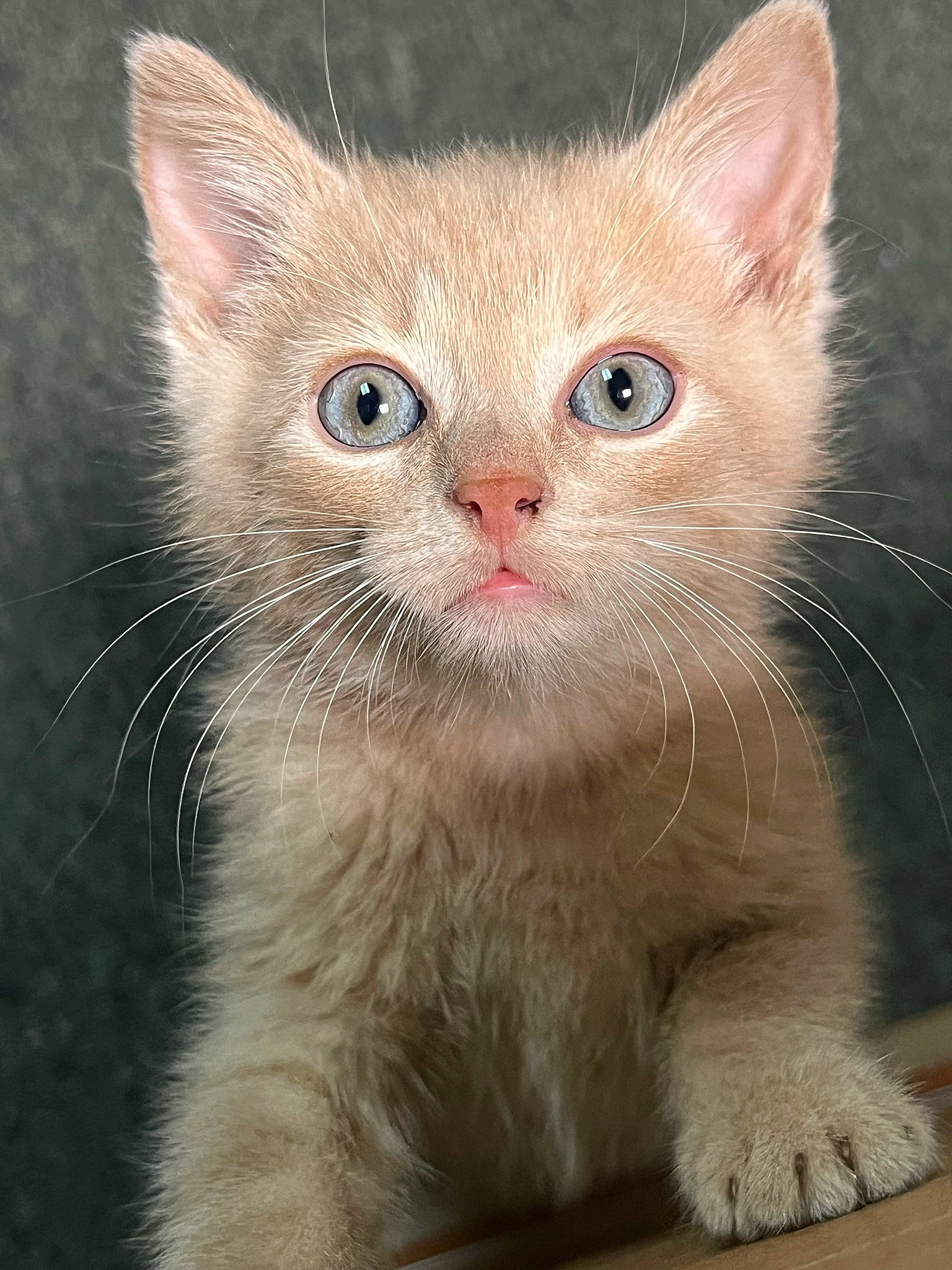 Finnegan joined the competition — help win amazing prizes! carnivore, cat, close_up, domestic_short_haired_cat, eye, fawn, felidae, fur, iris, small_to_medium_sized_cats, snout, terrestrial_animal, whiskers, window