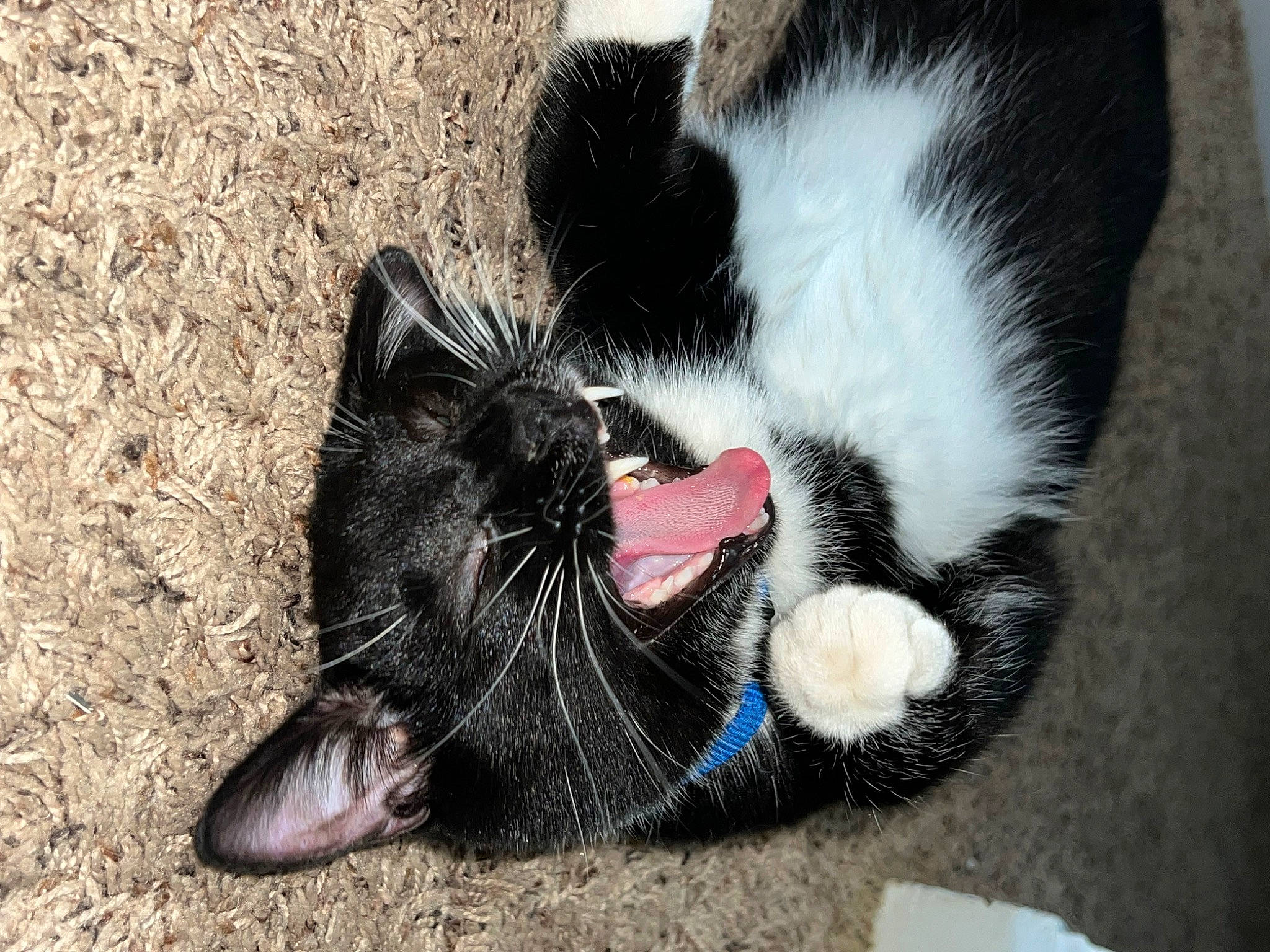 Pimento joined the competition — help win amazing prizes! carmine, carnivore, cat, claw, comfort, dog_breed, domestic_short_haired_cat, fang, felidae, foot, fur, grass, paw, small_to_medium_sized_cats, snout, sporting_group, tail, terrestrial_animal, whiskers, yawn