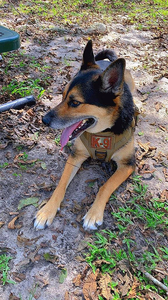 Kiba joined the competition — help win amazing prizes! canidae, carnivore, companion_dog, dog, dog_breed, dog_supply, fawn, grass, herding_dog, hunting_dog, paw, plant, snout, soil, sporting_group, terrestrial_animal, working_animal, working_dog