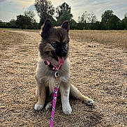 Blue a rejoint le concours — aidez-le/la à gagner de superbes lots ! puppy, dog, leash, collar, grass, field, sunset, outdoor, nature, sky, tree, canine, pet, animal, sitting, happy, tongue_out, fluffy, young, daylight