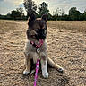 puppy, dog, leash, collar, grass, field, sunset, outdoor, nature, sky, tree, canine, pet, animal, sitting, happy, tongue_out, fluffy, young, daylight