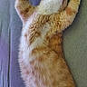 cat, orange_cat, white_cat, sleeping, stretching, indoor, furniture, couch, pet, fluffy, relaxed, paw, fur, animal, mammal, cute, domestic_cat, resting, cozy, home