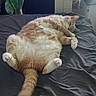 cat, orange_cat, white_cat, bed, bedspread, plant, scratching_post, indoor, relaxed, sleeping, feline, pet, tail, paw, fur, resting, television, furniture, cozy, home